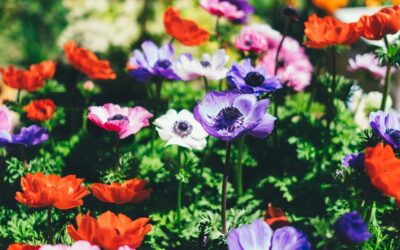 O Jardim Secreto dos Líderes: Por que as Flores Deixam de Crescer?